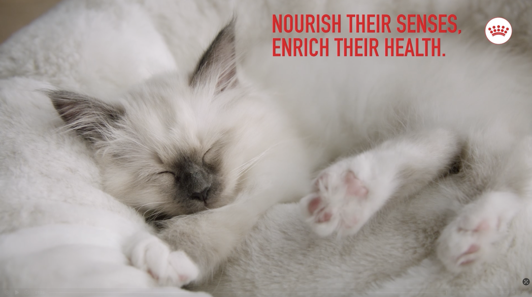 Incredible in Every Detail - Royal Canin