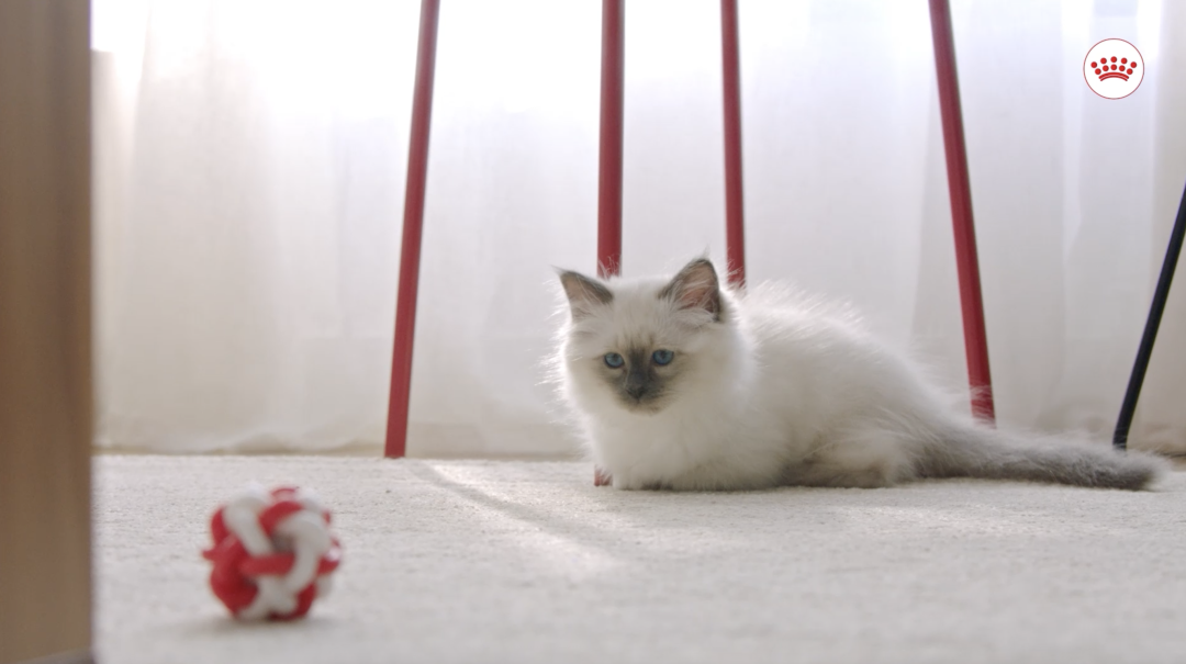 Incredible in Every Detail - Royal Canin