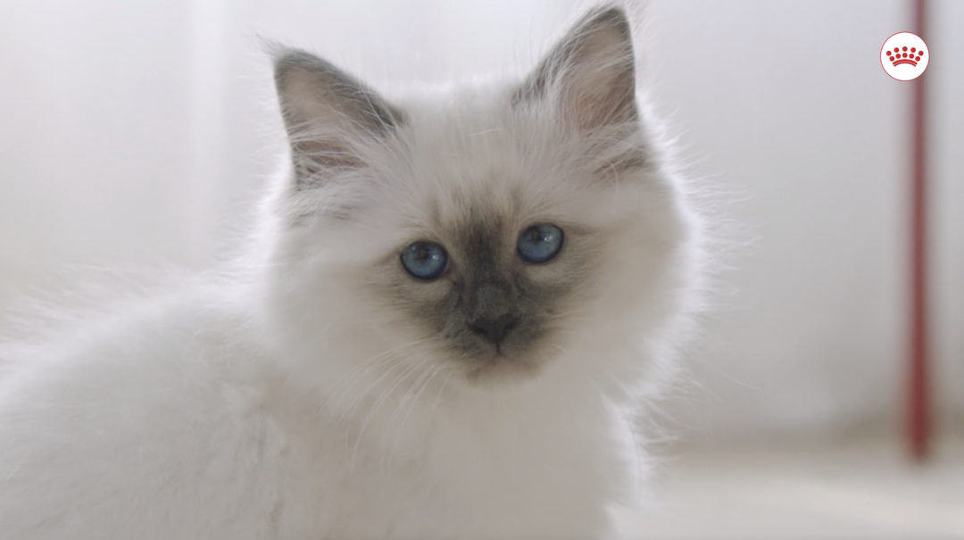 Incredible in Every Detail - Royal Canin